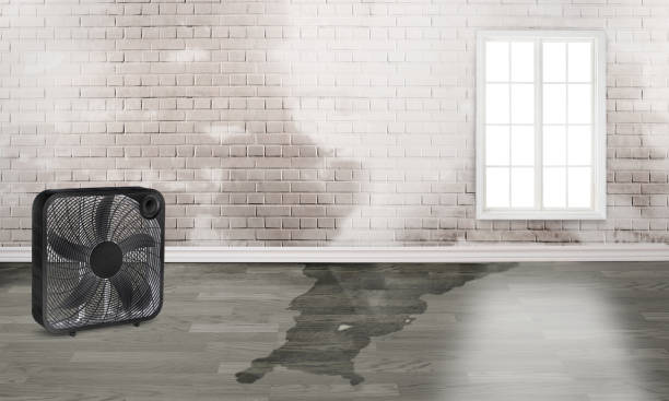 Best Water damage cleanup near me  in Salinas, CA